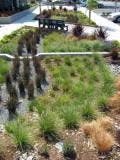 A landscaped garden with various grasses and plants, bordered by a concrete path and a bench in the background.