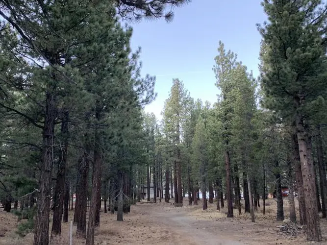A dirt path through a dense forest of tall pine trees under a clear sky.