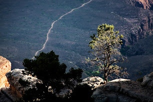 Lone tree on rocky terrain with a winding path in the background.