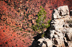 Rocky cliff with sparse vegetation.