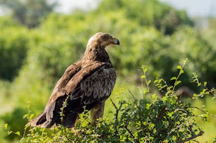 An eagle perched on a bush against a green background.