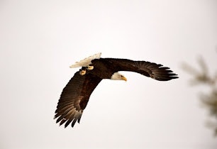 An eagle in flight against a pale sky, showing its impressive wingspan.