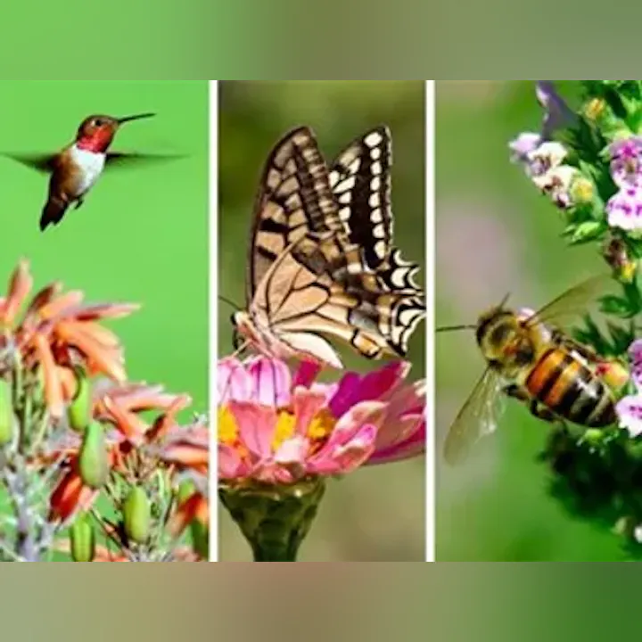 A hummingbird, butterfly, and bee are hovering over flowers.