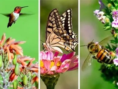 A hummingbird, butterfly, and bee are hovering over flowers.