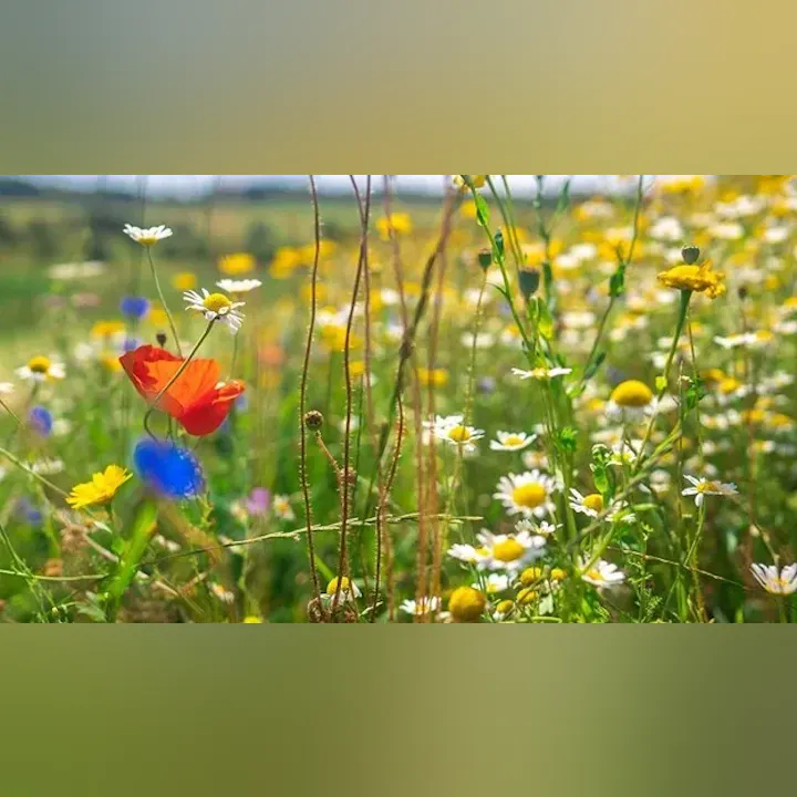 A colorful meadow with wildflowers, including red poppies, yellow daisies, and blue blooms, on a sunny day.