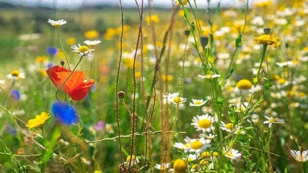 A colorful meadow with wildflowers, including red poppies, yellow daisies, and blue blooms, on a sunny day.