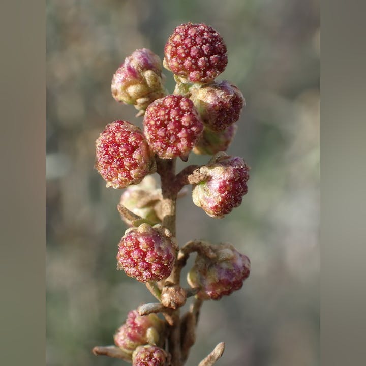 A cluster of small, rounded berries with a textured, bumpy surface, mostly reddish in color, on a plant stem.