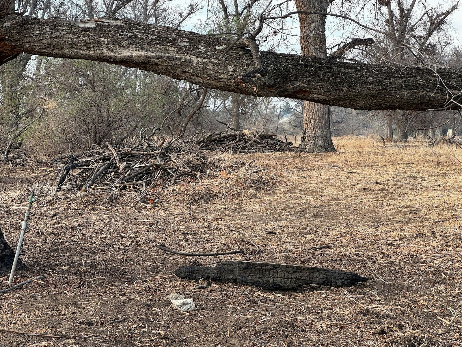A fallen tree in a dry area with scattered branches and leafless trees.