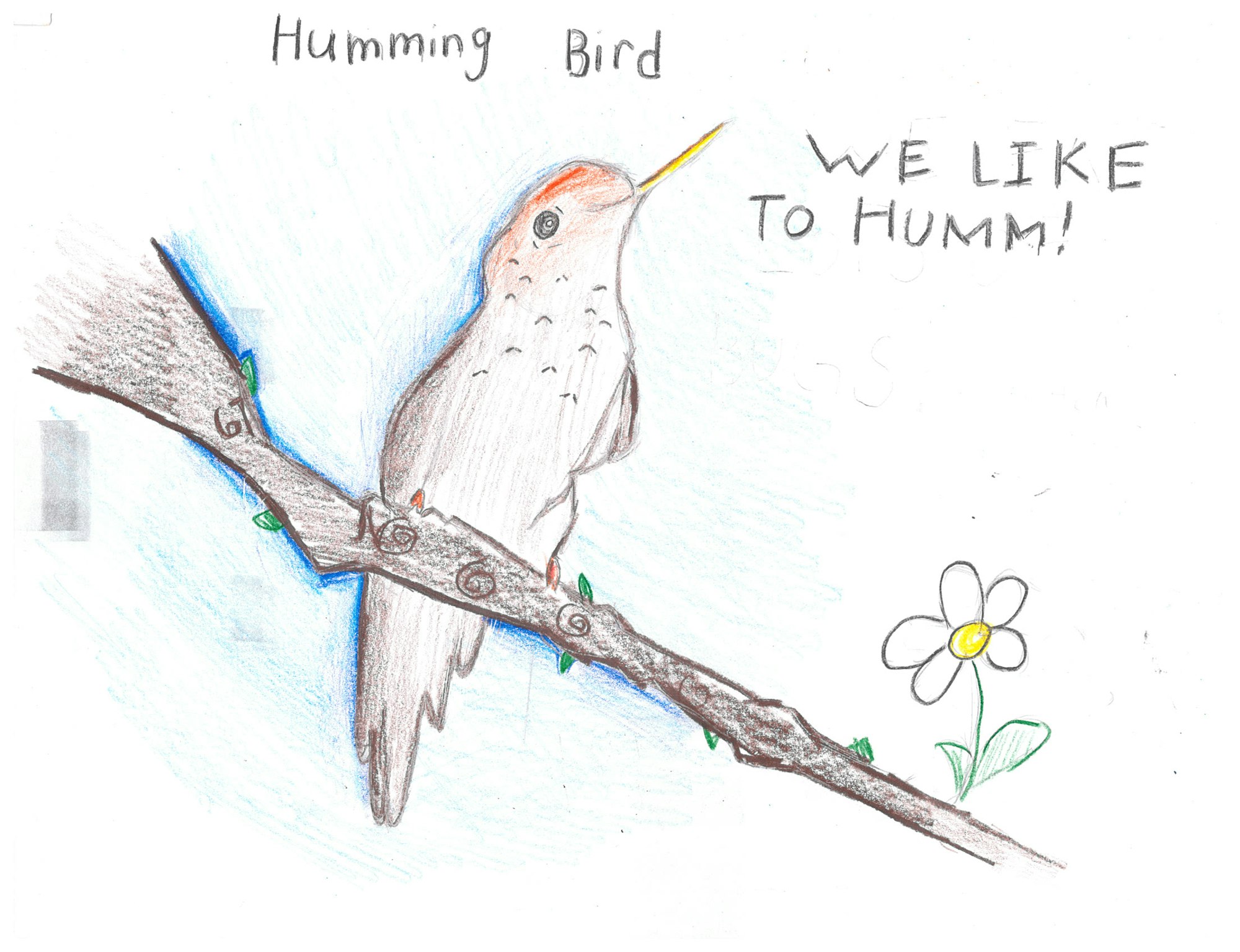A drawing of a hummingbird on a branch, with text: "Humming Bird" and "WE LIKE TO HUMM!" with a flower nearby.