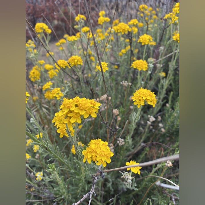 Yellow wildflowers blooming on green stems in a natural setting.
