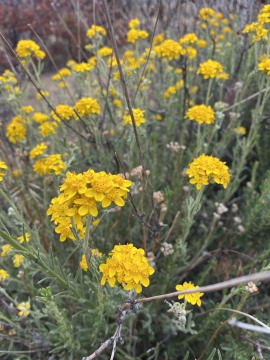 Yellow wildflowers blooming on green stems in a natural setting.