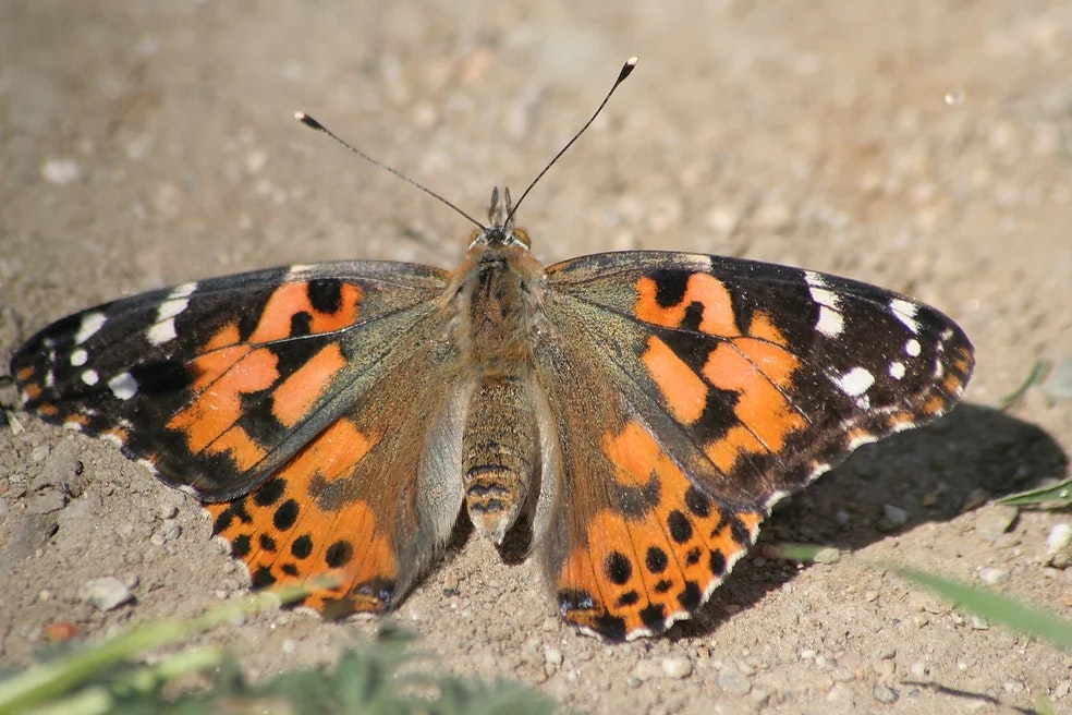 A butterfly with orange, black, and white markings rests on the ground with its wings fully open.