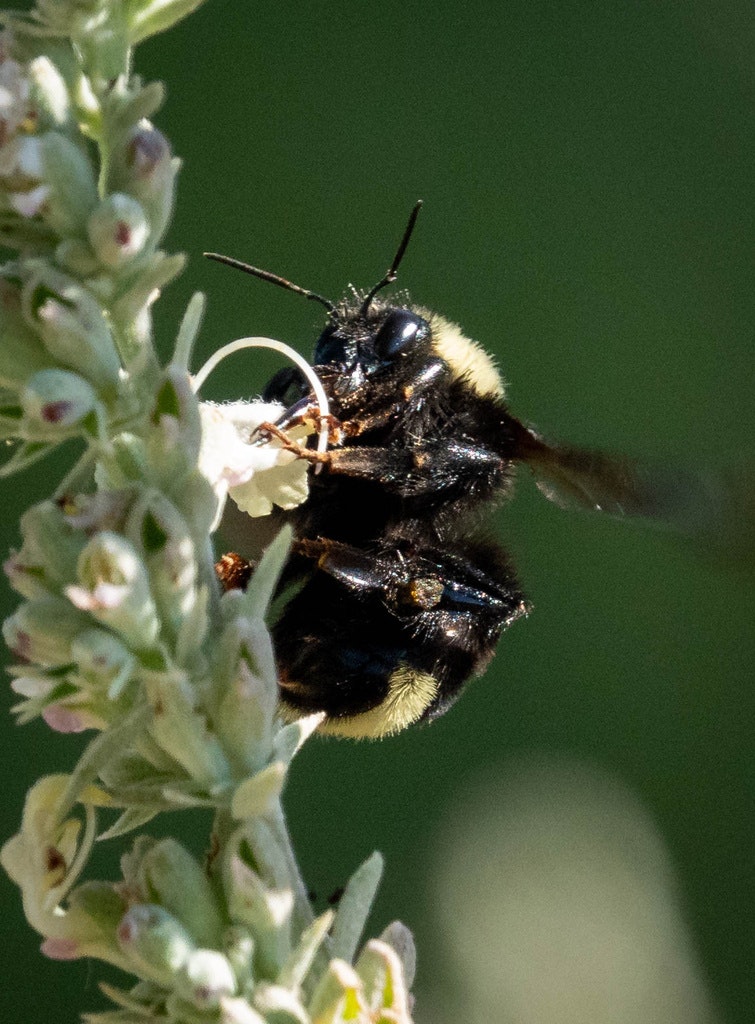A close-up of a bumblebee on a flower, with a green blurred background.