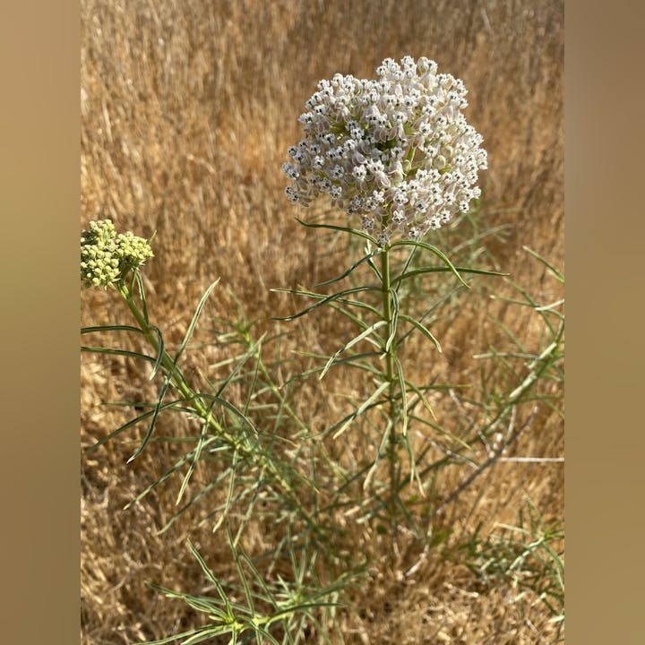 Cluster of white flowers with thin green leaves, set against a dry, brown grass background.