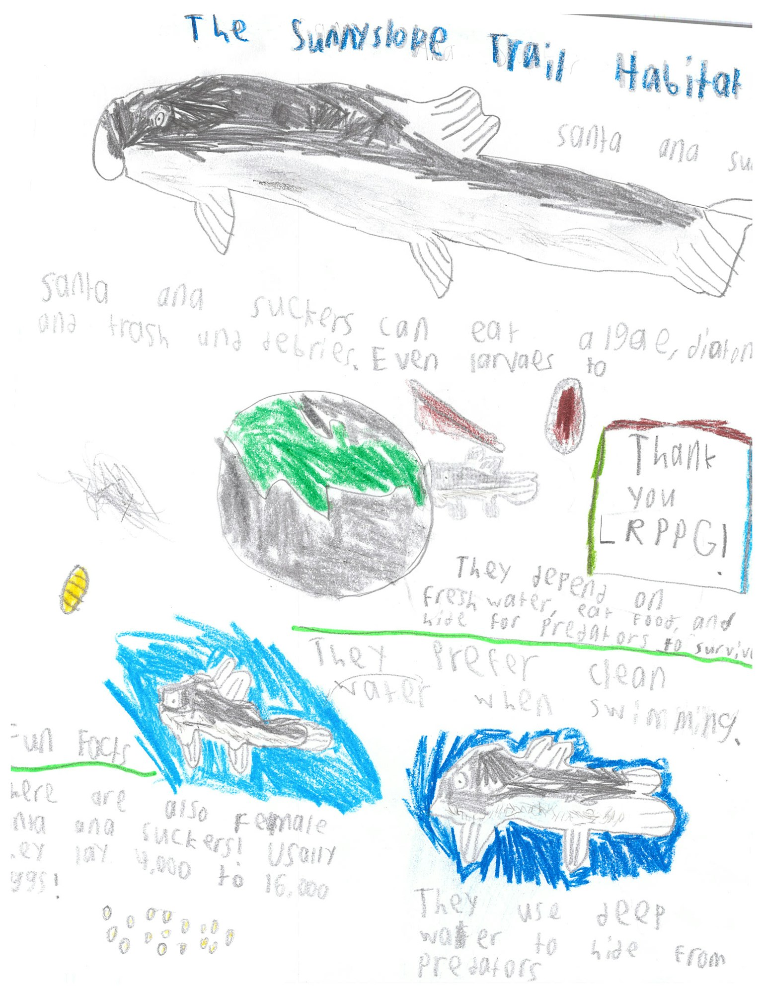 Child's drawing of a Swampscope Trail, featuring fish, water, and plants, with handwritten notes and colorful illustrations.