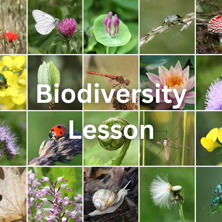 May contain: art, collage, animal, insect, invertebrate, flower, and plant