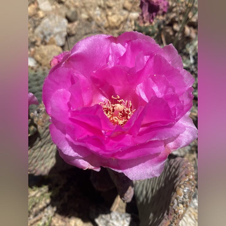 A vibrant pink flower, likely from a cactus, blooming against a rocky background.