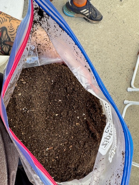 A clear plastic zip bag filled with soil, held by a tattooed person. Athletic shoes and concrete are visible in the background.