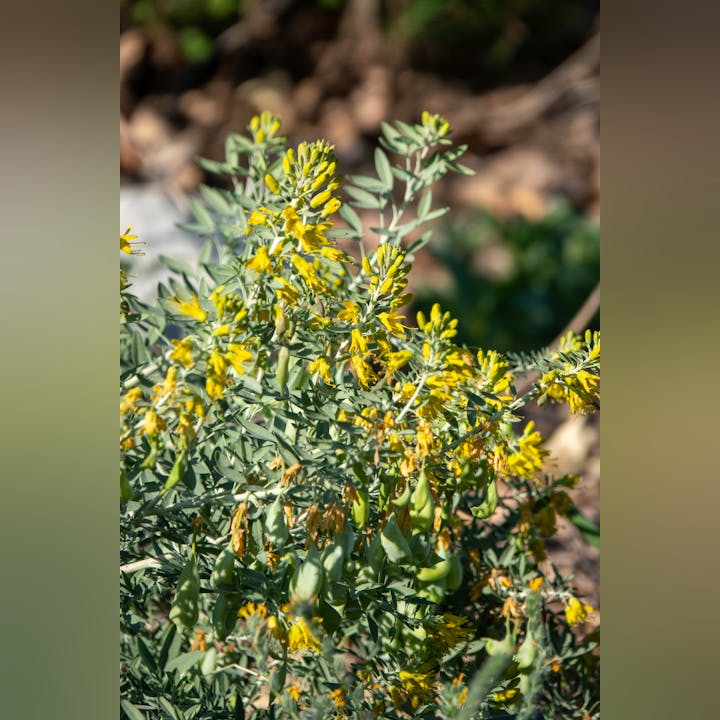 Plant with yellow flowers and green pods, surrounded by foliage.