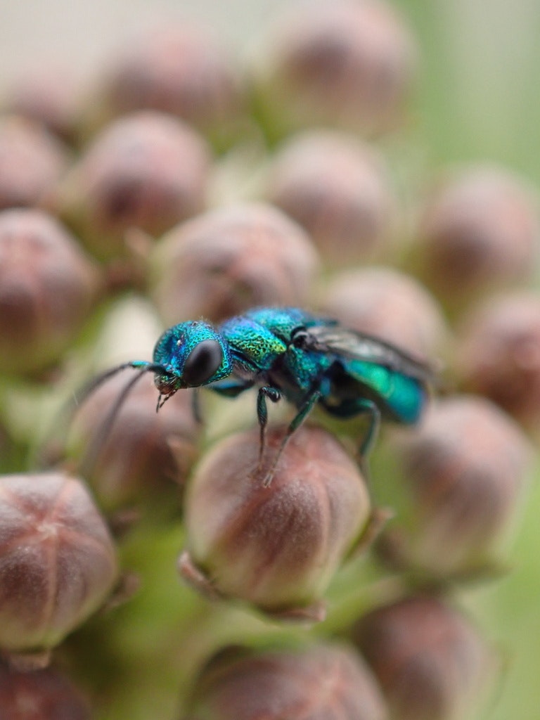 A metallic green insect perched on a cluster of budding flowers.