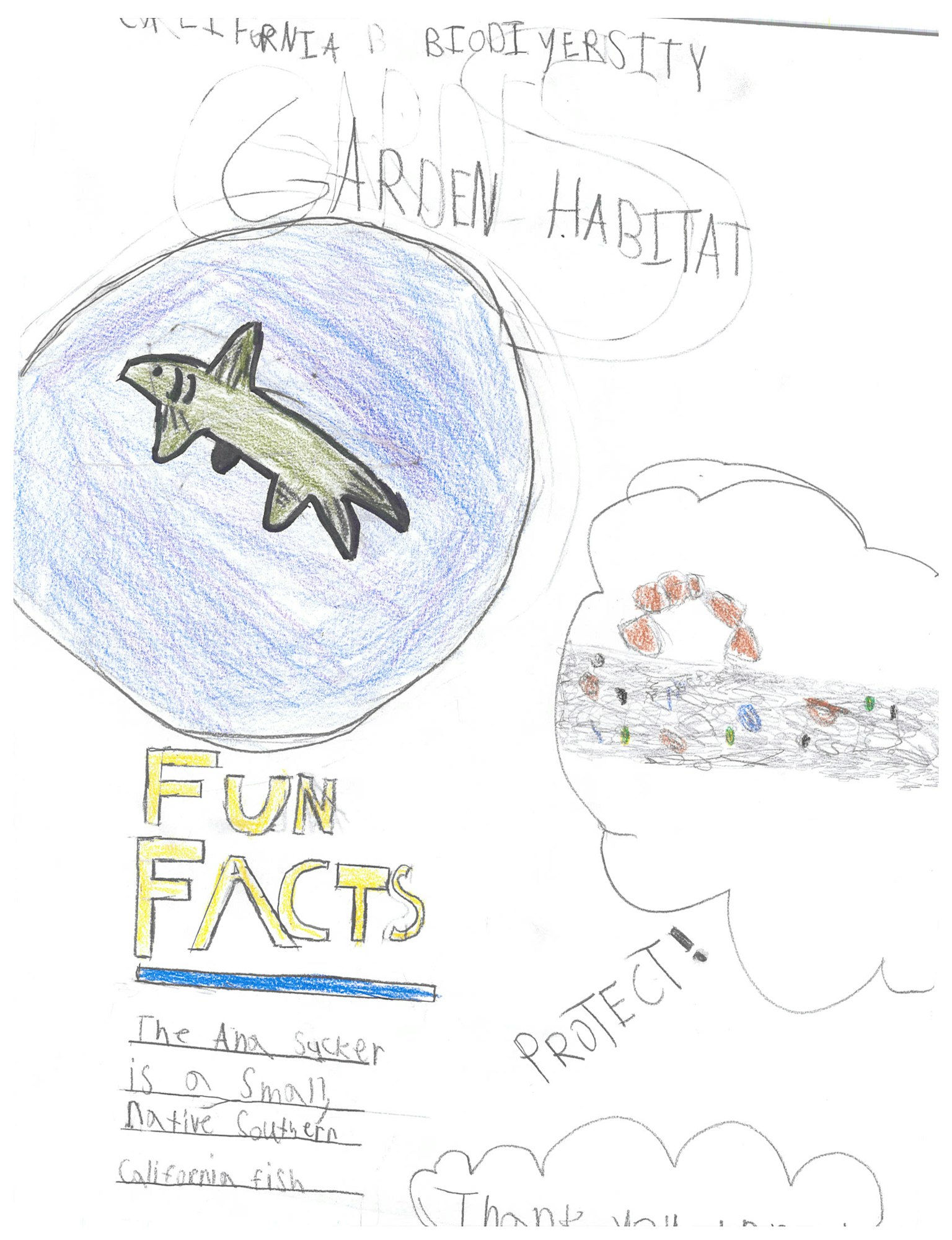 Drawing of a shark in blue water, "FUN FACTS" text, and cloud shapes with various text and lines.