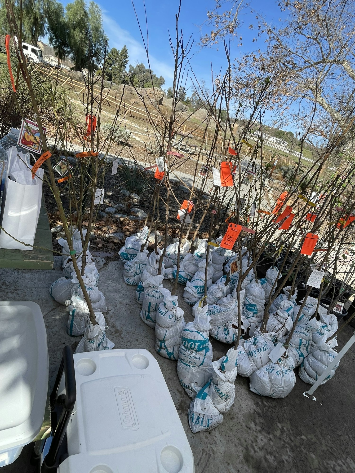 Bags of saplings with tags on a concrete surface, set against a background of trees and a clear sky.