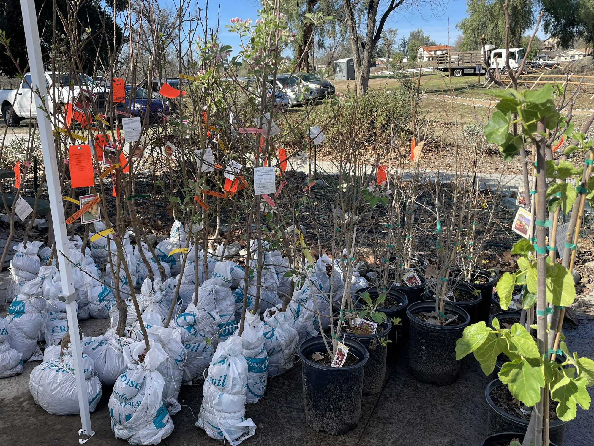 Potted trees and plants with tags in a nursery setting, some in bags labeled "ProSoil."