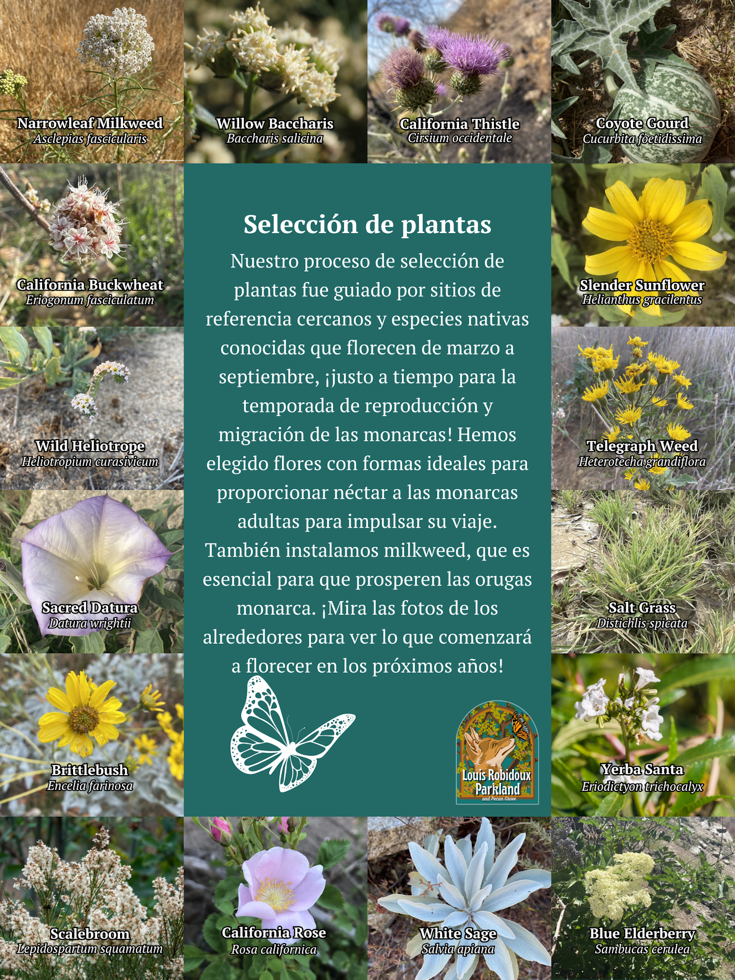 Poster with images of various plants and Spanish text about plant selection for monarch butterfly migration.