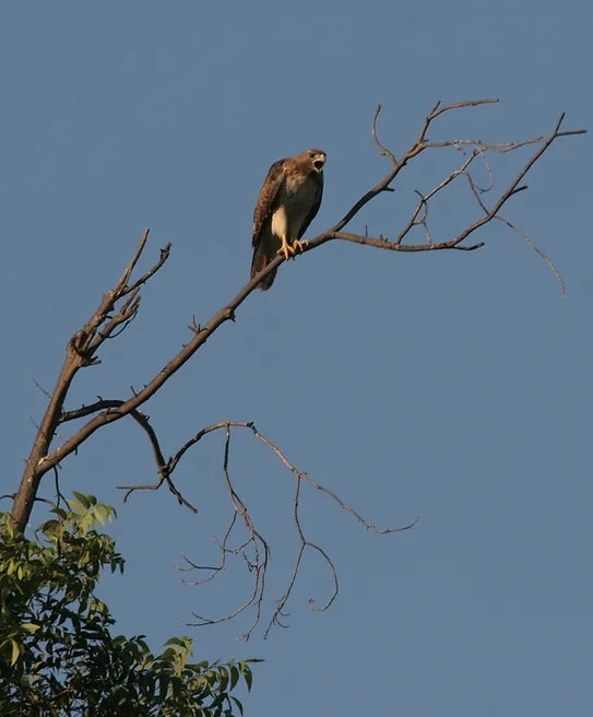 A hawk perched on the end of a bare tree branch against a clear blue sky, conveying a sense of calm and solitude.