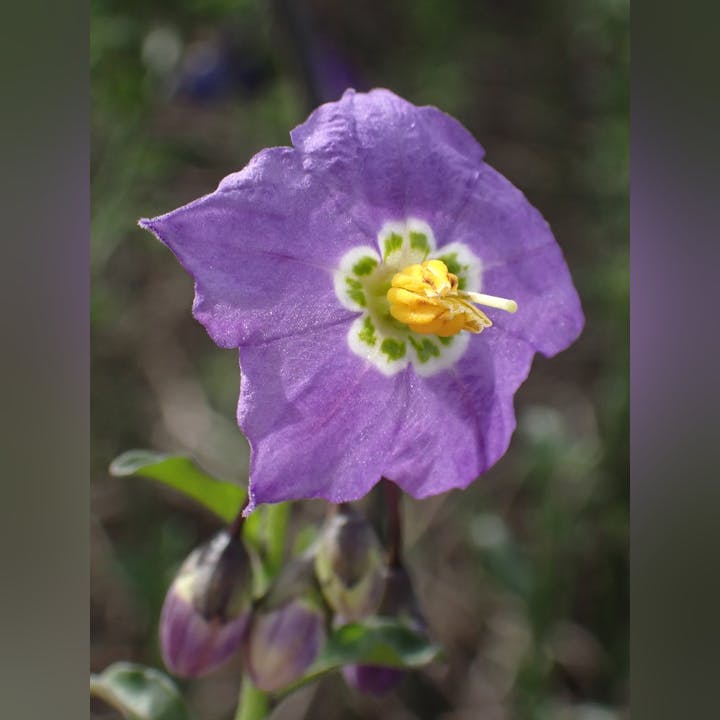 A close-up of a vibrant purple flower with a yellow center and green accents, surrounded by buds in a natural setting.