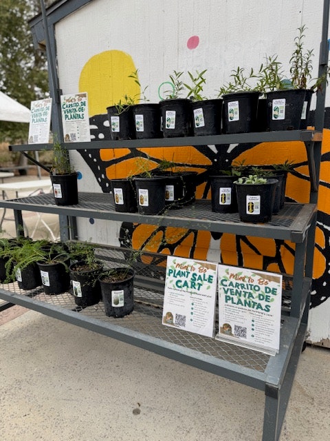 A metal shelf displays potted plants for sale, with signs in English and Spanish against a colorful butterfly mural backdrop.