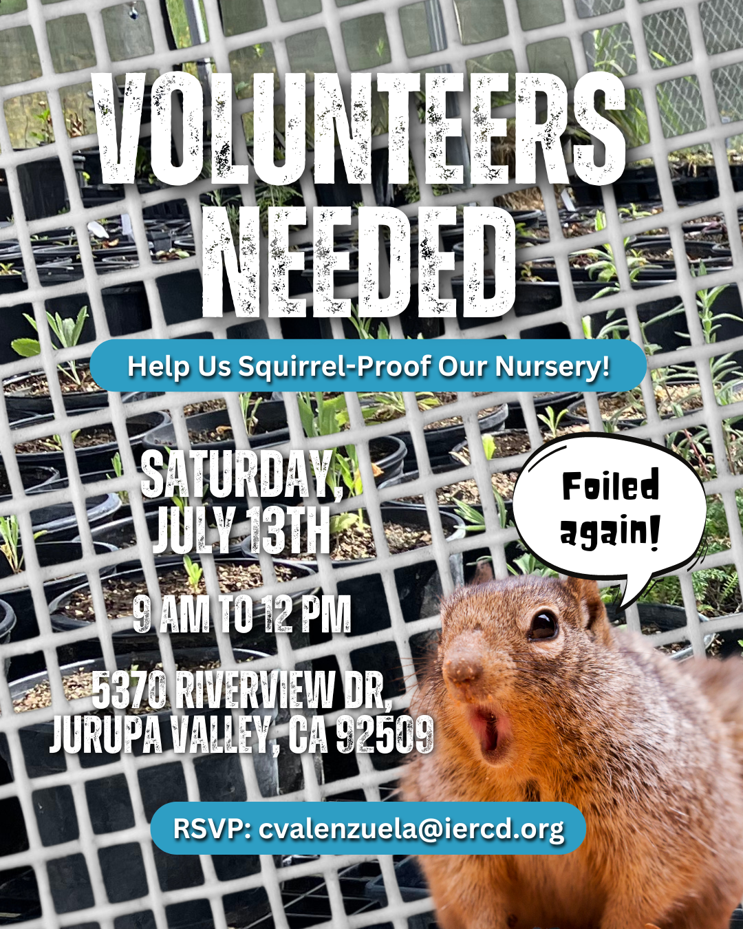 Volunteer event ad with a squirrel, to squirrel-proof a nursery, including date, time, location, and RSVP information.