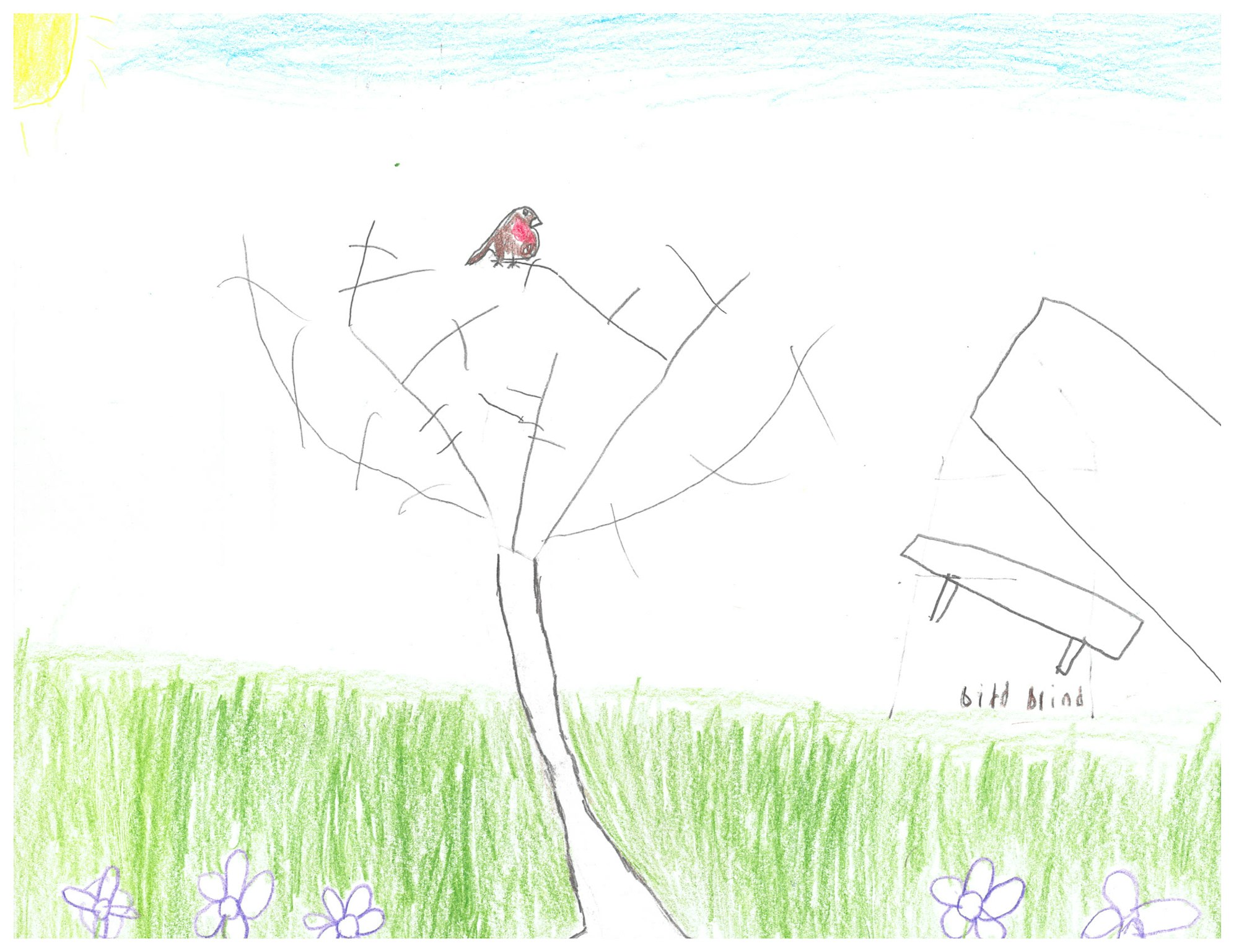 A child's drawing of grass, flowers, a tree with a bird, a sun, and a labeled "bird blind."