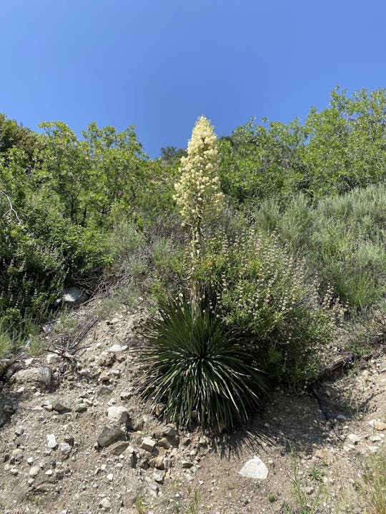 A flowering yucca plant with tall white blooms against a hillside with green foliage under a clear blue sky.