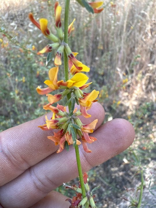 Hand holding a stem with yellow and orange flowers in a natural setting.