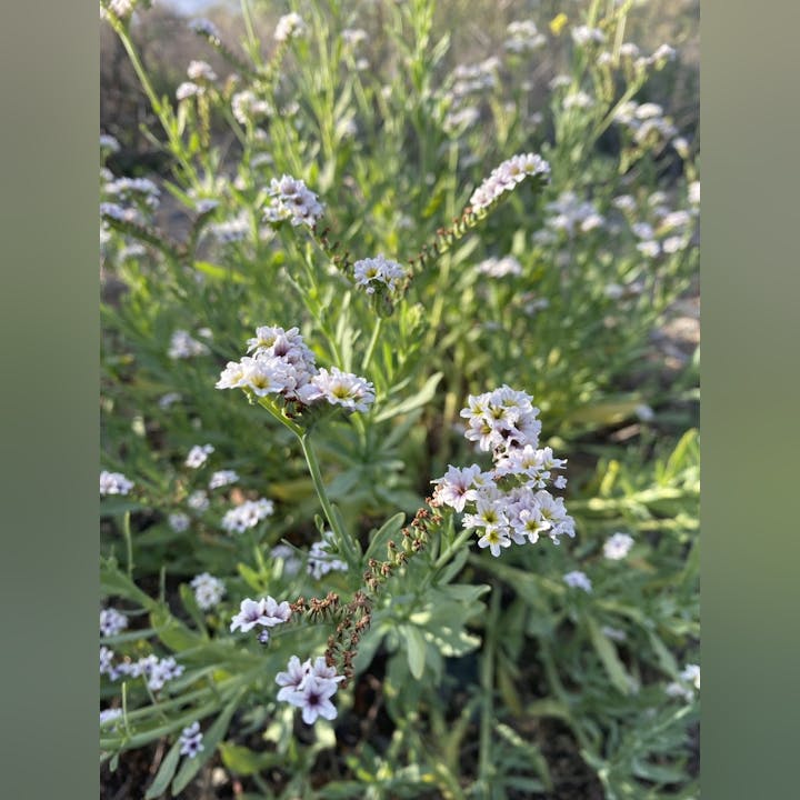 Close-up of small white flowers with green foliage in the background.