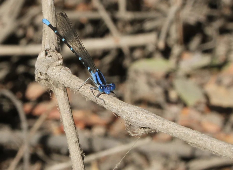 A vivid blue damselfly perched on a dry twig against a blurred background of brown branches. The scene conveys a sense of calm and natural beauty.
