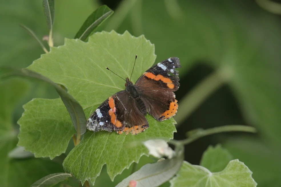 Photo of a butterfly