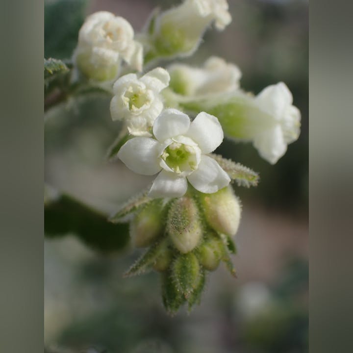 The image features delicate white flowers and budding green floral structures, showcasing intricate natural beauty.