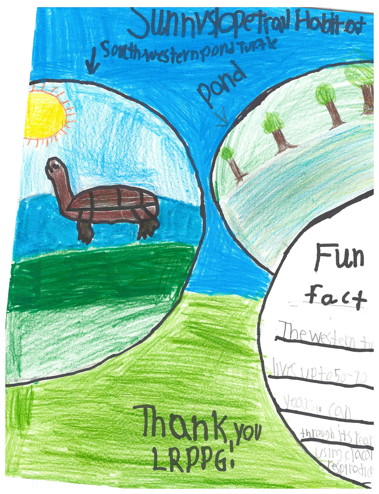 Colorful drawing of a turtle in a pond with labeled areas and trees, sun, and grass. Text: “Thank you RPRD”.