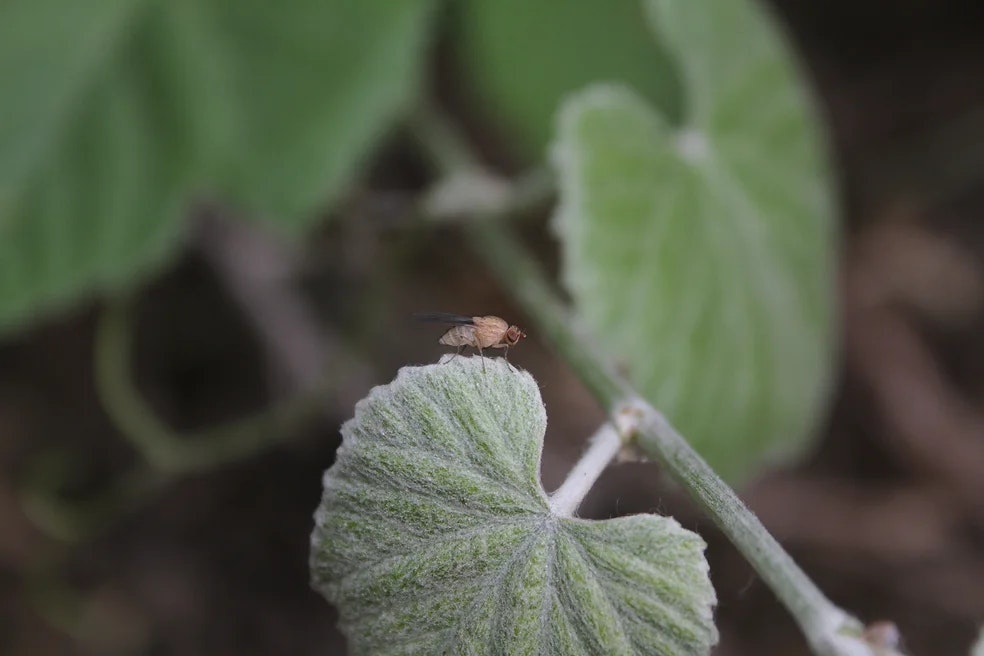 A small insect rests on a fuzzy green leaf, surrounded by soft-focused foliage in a natural setting.