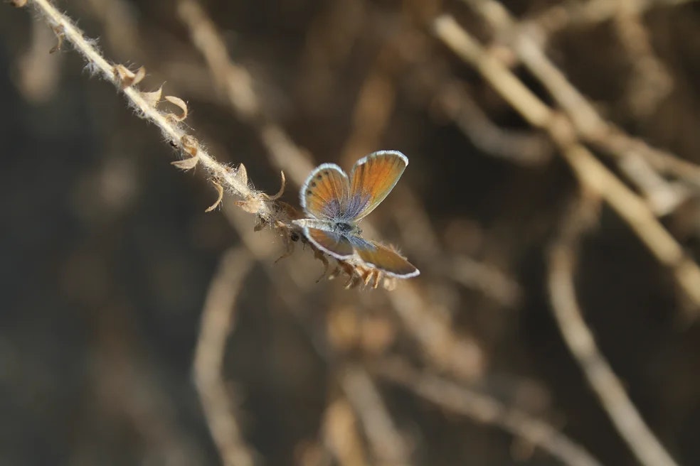 A small butterfly with orange and blue wings rests on a dried, wispy plant. The blurred brown background creates a serene, autumnal atmosphere.