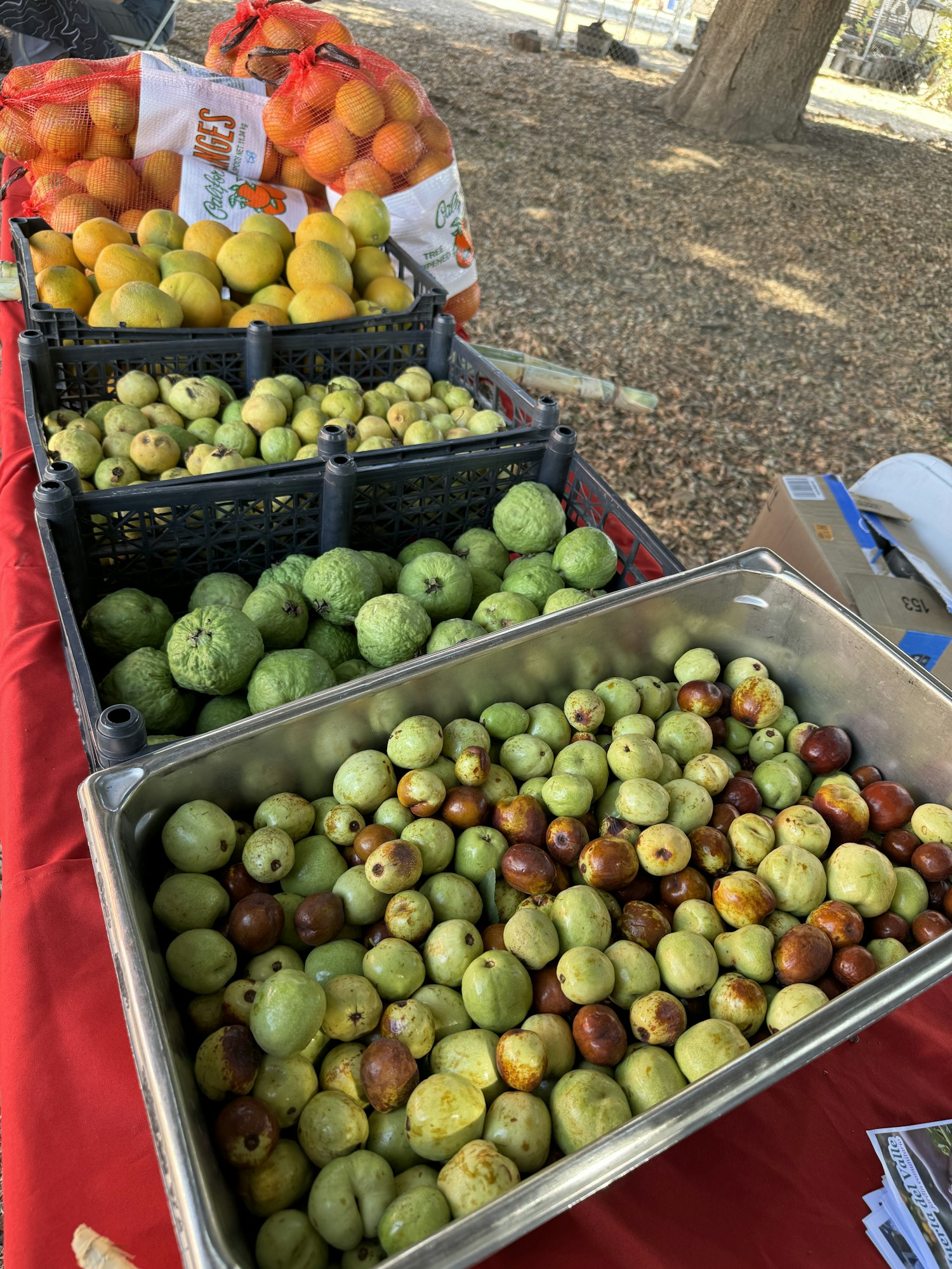 Various fruits on display: oranges, green grapefruits, guavas, and a tray of jujubes on a red tablecloth.