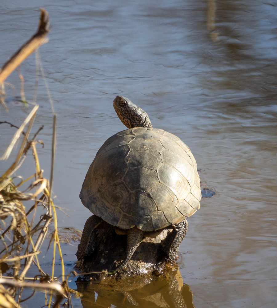 A turtle basking on a rock in a body of water.