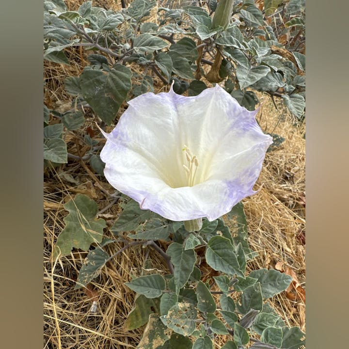 A white and purple flower surrounded by green leaves and dry grass.