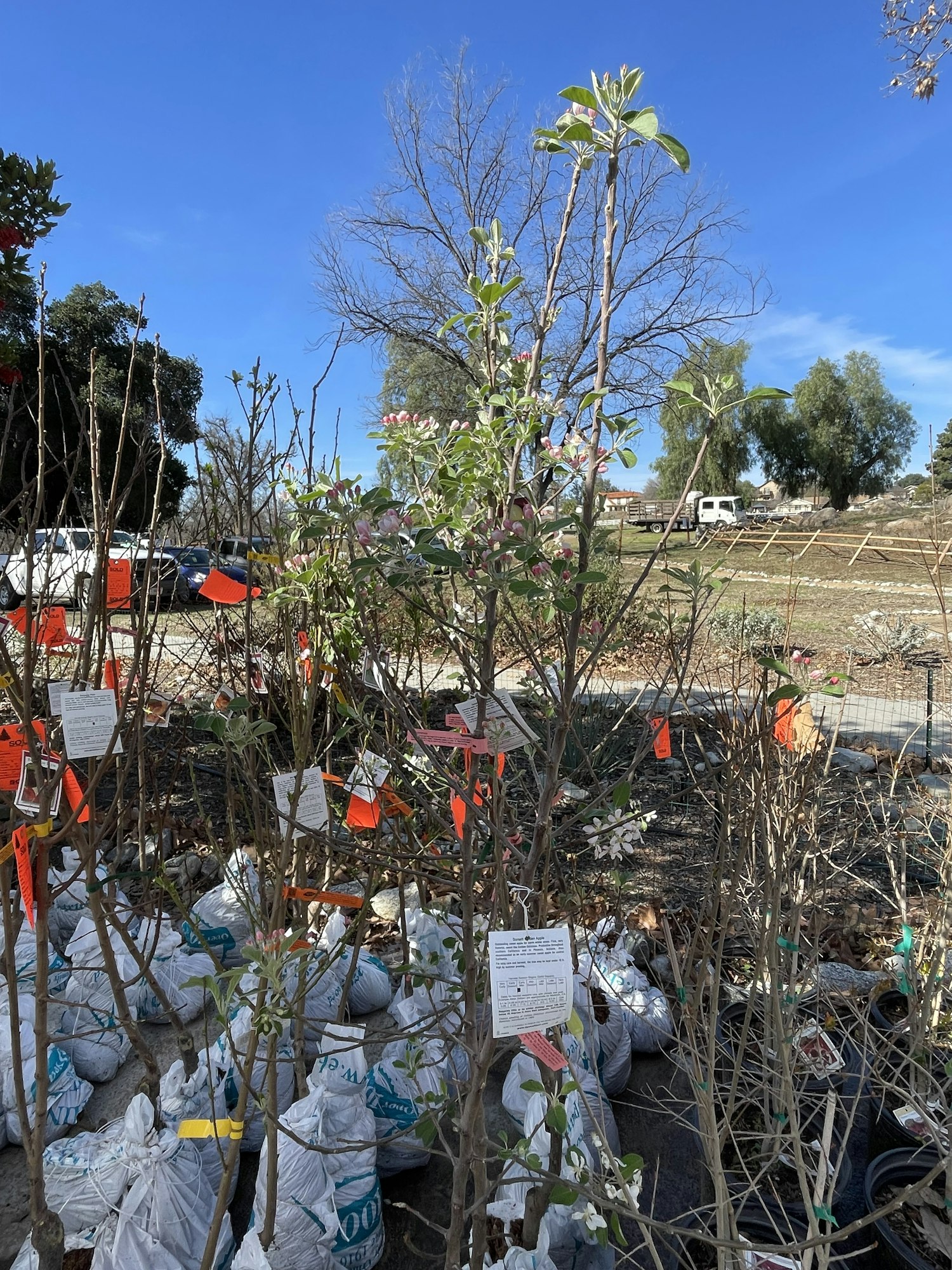 Young trees with tags in a garden center, surrounded by bags of soil, under a clear blue sky.