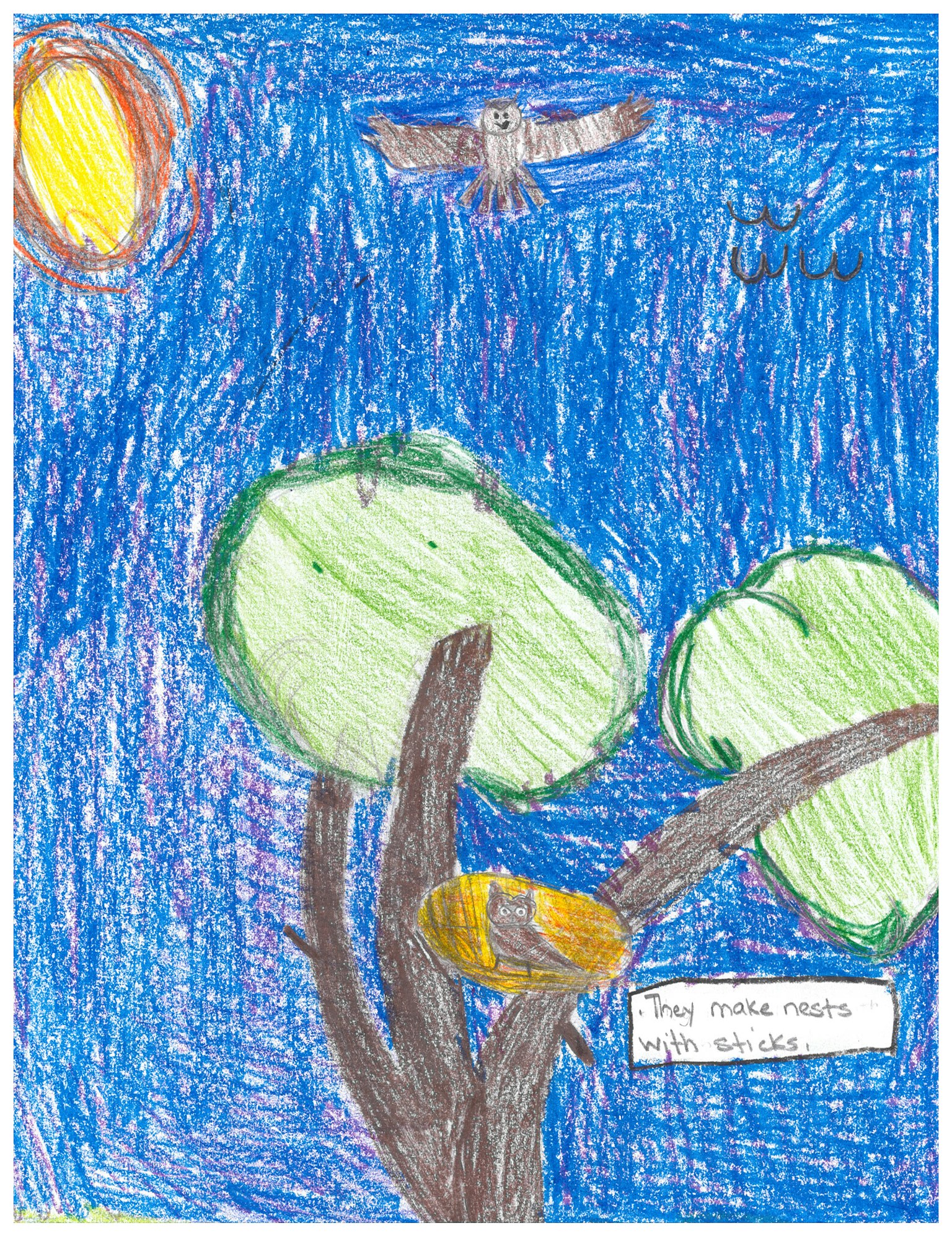 Child's drawing of a sun, owl in a tree nest, blue sky, and text: "They make nests with sticks."