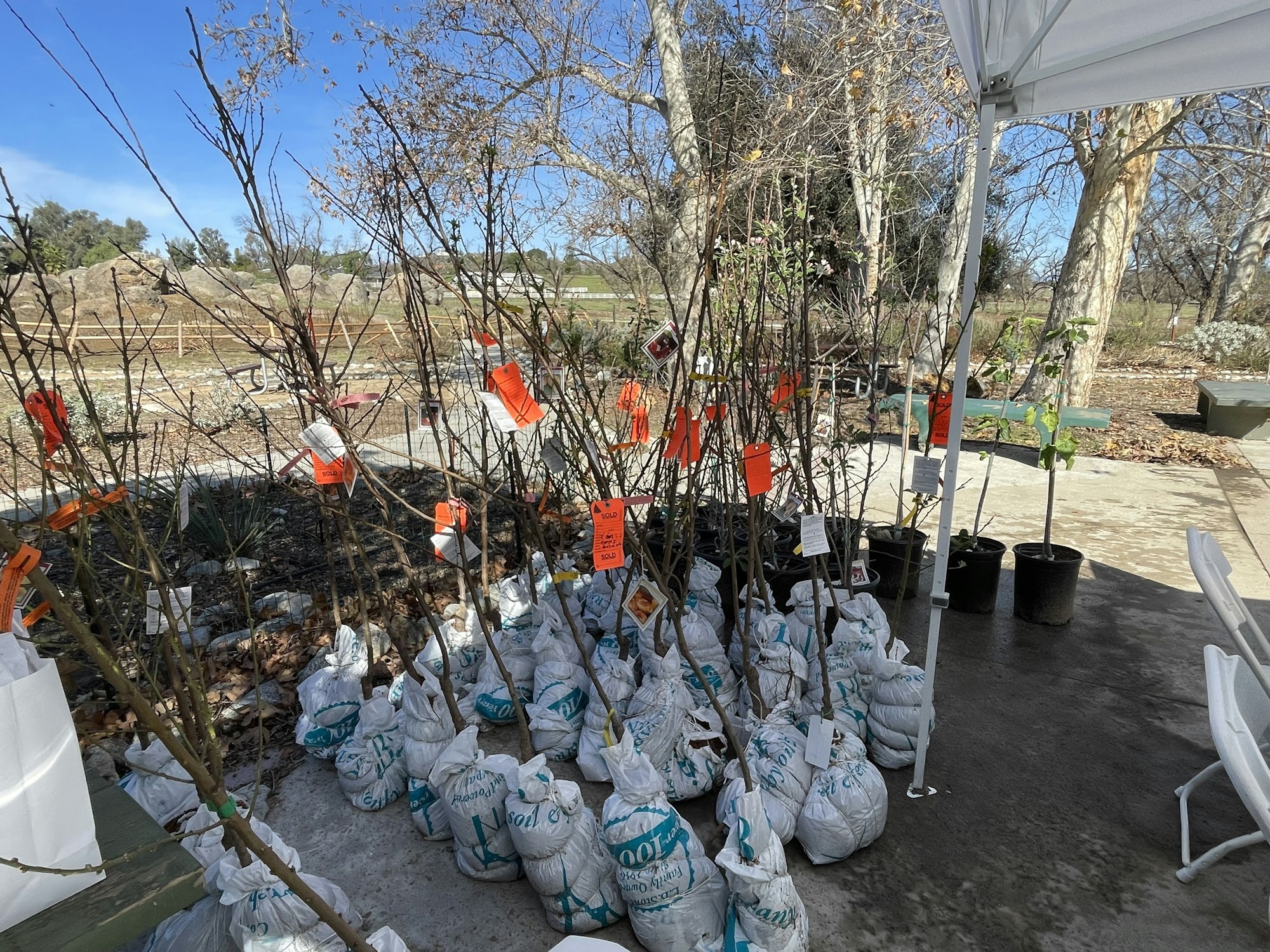 Bags of young trees with tags under a canopy, in an outdoor setting with bare trees in the background.