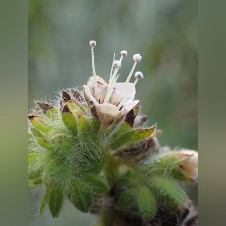 Close-up of a flowering plant with green hairy leaves and long white stamens extending from the flower.