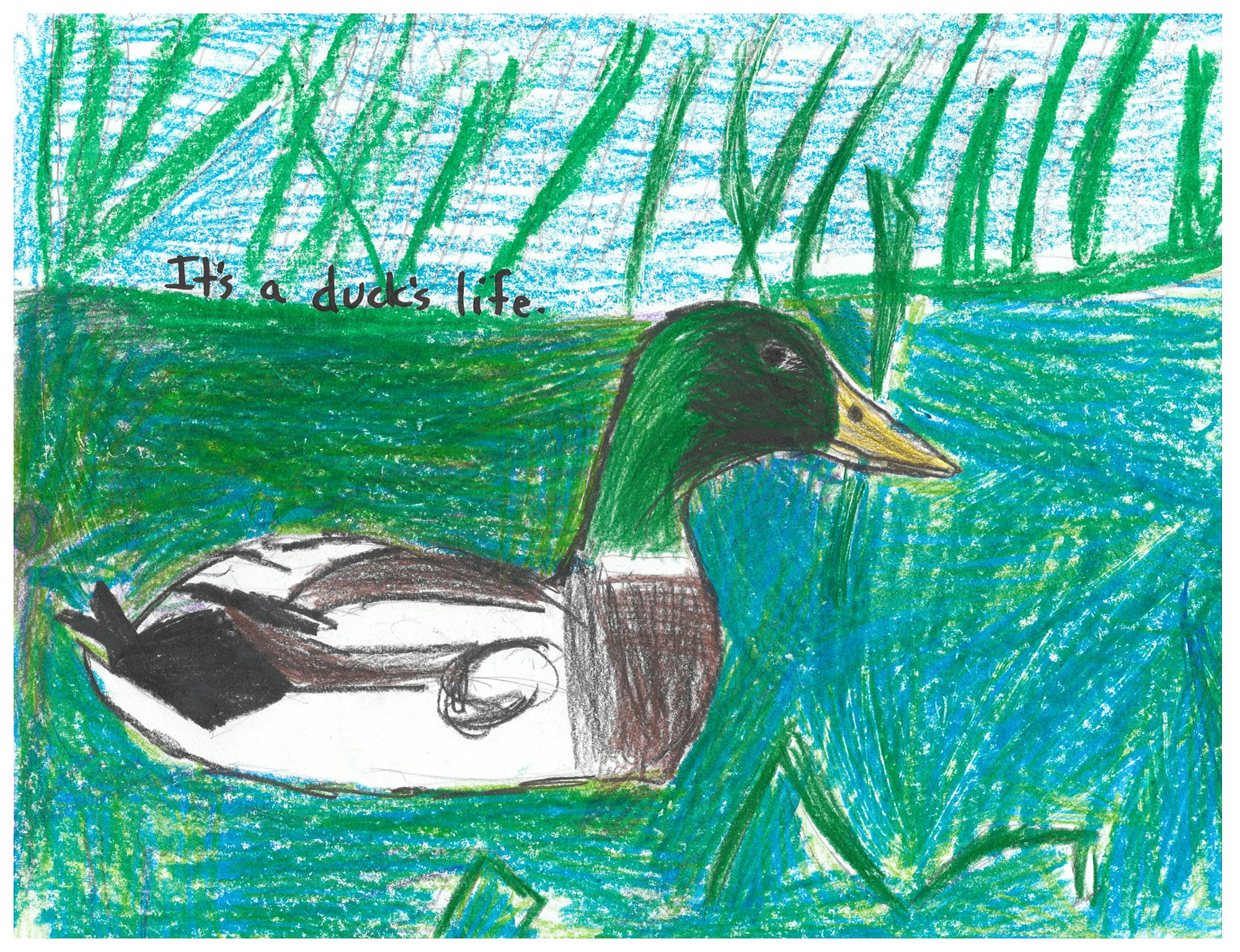 A colorful drawing of a duck with the text "It's a duck's life."